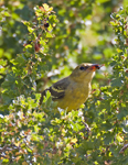 Western Tanager 1906